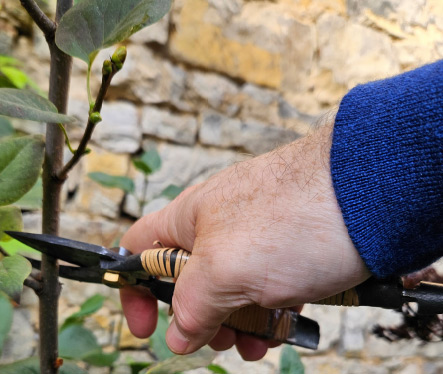 Hand beim präzisen Gehölzschnitt mit Gartenschere im Rahmen professioneller Gartenpflege.
