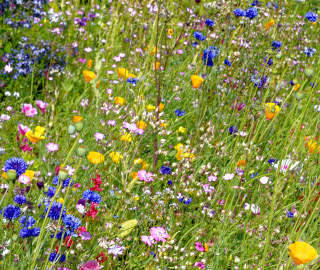 Artenreiche Wildblumenwiese mit heimischen Pflanzen zur Förderung der Biodiversität.