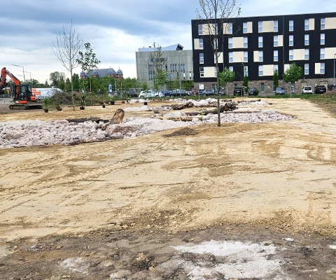 Vorbereitete Fläche nach Erdarbeiten mit modelliertem Gelände für ein Eidechsenhabitat.