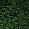Dichte, immergrüne Hecke als natürlicher Sichtschutz im Garten.