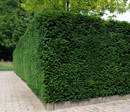 Dichte immergrüne Hecke als natürlicher Sichtschutz.