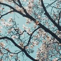 Blühende Baumkrone im Frühling mit weißen Blüten vor blauem Himmel.
