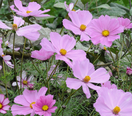 Blühendes Staudenbeet mit rosa Blüten als attraktive Gartenbepflanzung im Privatgarten.