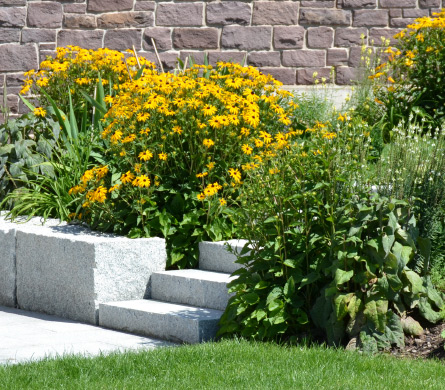 Blühendes Staudenbeet mit gelben Blüten entlang einer Natursteintreppe in einem gepflegten Privatgarten.