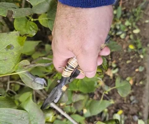 Fachgerechter Rückschnitt eines Gehölzes mit einer Gartenschere.