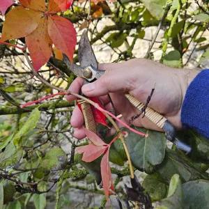 Gehölzschnitt bei der Gartenpflege mit einer Gartenschere.