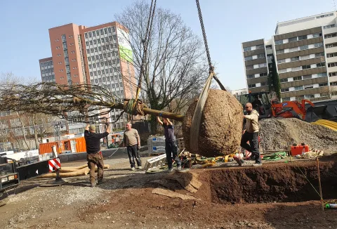 Pflanzung eines Großbaums mit schwerem Gerät auf einer Baustelle.