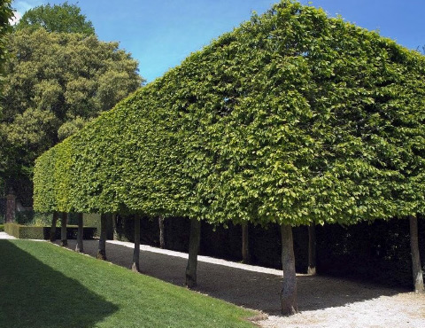 Dicht geschnittene Hecke als natürlicher Sichtschutz und Gestaltungselement.