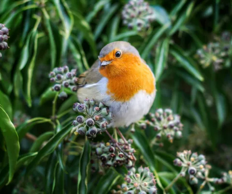 Rotkehlchen in einer dichten Gartenhecke als natürlicher Lebensraum für heimische Vögel.