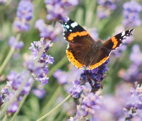 Schmetterling auf blühendem Lavendel in einer insektenfreundlichen Gartenbepflanzung.