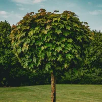 Kugelbaum als dekorativer Hausbaum und Gestaltungselement in einem gepflegten Garten.