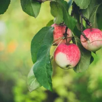 Reife Äpfel an einem Obstbaum in einem gepflegten Garten.