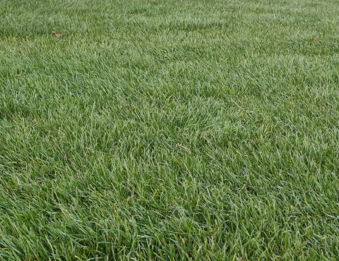Gepflegte grüne Rasenfläche als Beispiel für Rollrasen und Rasensaat im Garten.