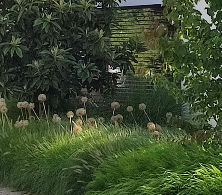 Moderne Gartenbepflanzung mit Ziergräsern, Stauden und Gehölzen in einem harmonisch gestalteten Privatgarten.