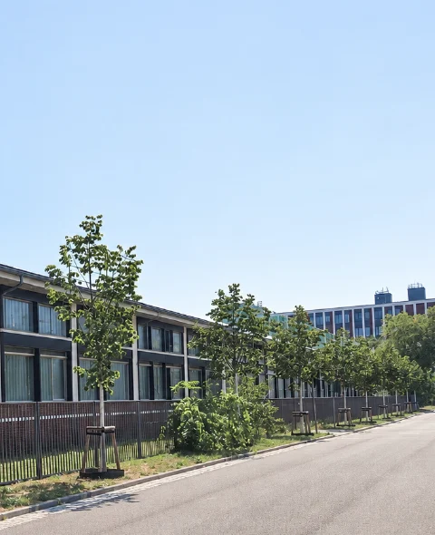 Neu gepflanzte Baumreihe entlang eines größeren Gebäudekomplexes.